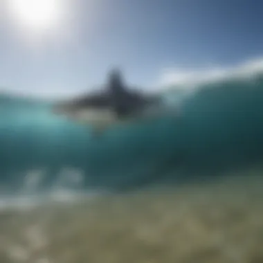 The Ethical Dilemma of Shark Finning A visual metaphor depicting the ethical dilemma surrounding shark finning practices.